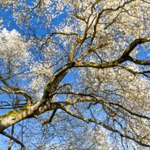 Star Magnolia Live Plant – Fragrant White Blooms, 4 inch Pot – Outdoor Shrub - Image 10