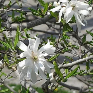 Star Magnolia Live Plant – Fragrant White Blooms, 4 inch Pot – Outdoor Shrub - Image 3