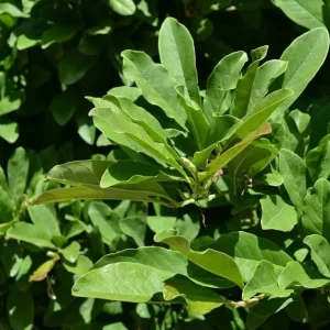 Star Magnolia Live Plant – Fragrant White Blooms, 4 inch Pot – Outdoor Shrub - Image 7