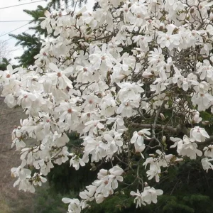 Star Magnolia Live Plant – Fragrant White Blooms, 4 inch Pot – Outdoor Shrub - Image 8