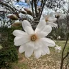 Star Magnolia Live Plant – Fragrant White Blooms, 4 inch Pot – Outdoor Shrub - Image 1