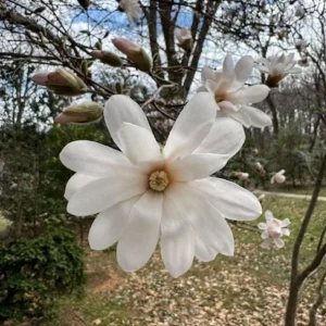 Star Magnolia Live Plant – Fragrant White Blooms, 4 inch Pot – Outdoor Shrub - Image 1