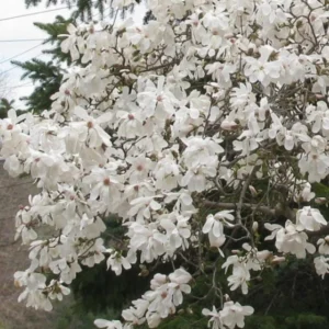 Star Magnolia Live Plant – White Blooms, 6-12 Inch Tall, 4 Inch Pot – Outdoor Flowering Tree - Image 3
