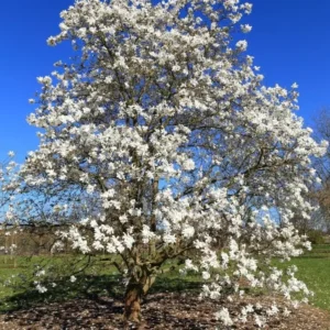 Star Magnolia Live Plant – White Blooms, 6-12 Inch Tall, 4 Inch Pot – Outdoor Flowering Tree - Image 5