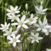 Star of Bethlehem Bulbs - Ornithogalum Umbellatum - White Flowers - Outdoor - Image 1