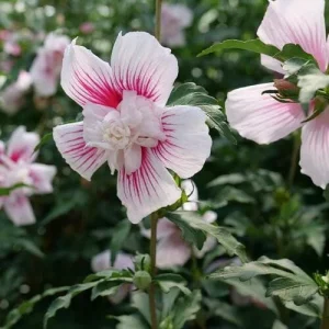 Starblast Chiffon Rose of Sharon - Hibiscus syriacus Live Plant - 4