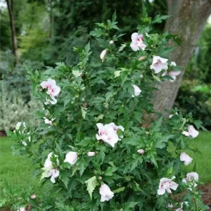 Starblast Chiffon Rose of Sharon - Hibiscus syriacus Live Plant - 4