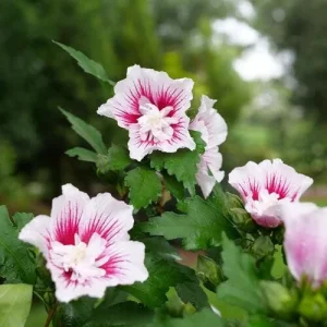 Starblast Chiffon Rose of Sharon - Hibiscus syriacus Live Plant - 4