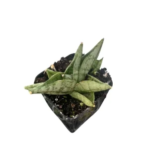 Starfish Snake Plant - Sansevieria boncellensis Live Plant - 2
