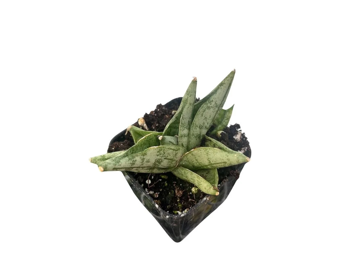 Starfish Snake Plant - Sansevieria boncellensis Live Plant - 2" Pot - Easy Care Succulent - Image 3