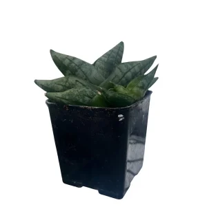 Starfish Snake Plant - Sansevieria boncellensis Live Plant - 2" Pot - Easy Care Succulent - Image 1