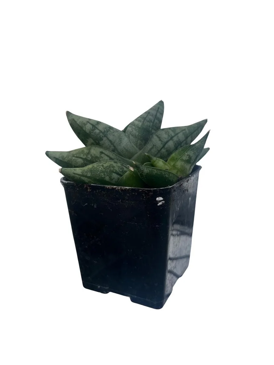 Starfish Snake Plant - Sansevieria boncellensis Live Plant - 2" Pot - Easy Care Succulent - Image 1