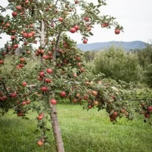 Stayman Winesap Apple Tree Live Plant – 1 Gallon Pot – Tart & Sweet Fruit - Image 2