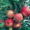 Stayman Winesap Apple Tree Live Plant – 2 ft Tall – Quart Pot – Zones 5-8 - Image 1