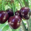 Stella Cherry Live Plant - Self-Fertile Sweet Cherry Tree - 2-3 Ft Tall in 3 Gal Pot - Image 1