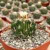 Stenocactus Multicostatus Brain Cactus Live Plant - 3 or 6 inch Pot Succulent - Image 1