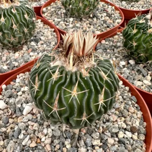 Stenocactus Multicostatus Brain Cactus Live Plant - 3 or 6 inch Pot Succulent - Image 2
