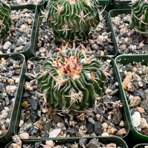 Stenocactus Multicostatus Brain Cactus Live Plant - 3 or 6 inch Pot Succulent - Image 4
