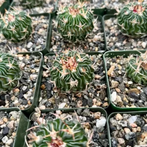 Stenocactus Multicostatus Brain Cactus Live Plant - 3 or 6 inch Pot Succulent - Image 5