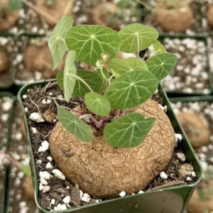 Stephania Cepharantha Caudex Live Plant - Rare Succulent - 4-6 inch Pot - Image 2