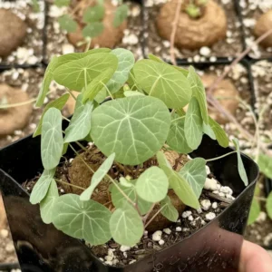 Stephania Cepharantha Caudex Live Plant - Rare Succulent - 4-6 inch Pot - Image 3