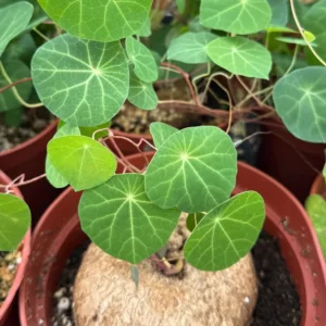 Stephania Cepharantha Caudex Live Plant - Rare Succulent - 4-6 inch Pot - Image 4