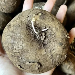 Stephania Cepharantha Caudex Live Plant - Rare Succulent - 4-6 inch Pot - Image 5