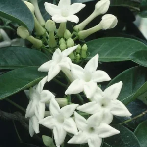 Stephanotis Floribunda Live Plant 6