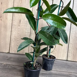 Stephanotis Floribunda Live Plant 6
