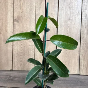 Stephanotis Floribunda Live Plant 6