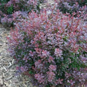 Sterile Barberry Live Plant - Sunjoy Todo - 4 inch Pot - Deer Resistant - Image 1