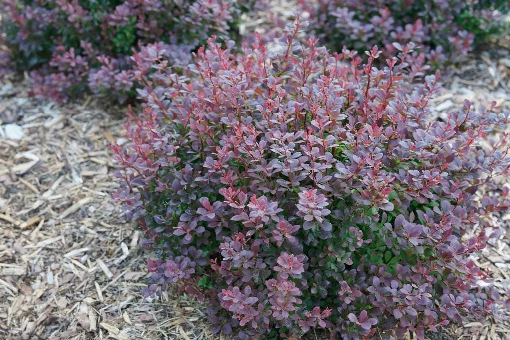 Sterile Barberry Live Plant - Sunjoy Todo - 4 inch Pot - Deer Resistant - Image 1