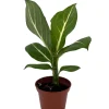 Sterling Dieffenbachia Live Plant - 2.5 inch Pot - Indoor Houseplant - Image 1