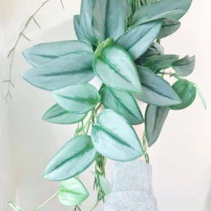 Sterling Silver Scindapsus Starter Plant - Live Houseplant - Indoor Foliage - Image 1