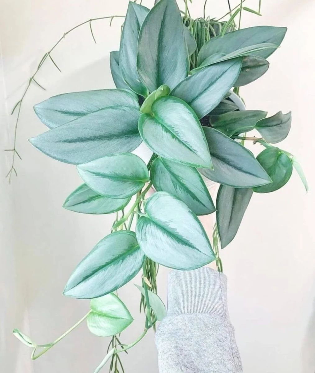 Sterling Silver Scindapsus Starter Plant - Live Houseplant - Indoor Foliage - Image 1