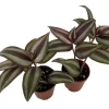 Sterling Silver Tradescantia Live Plant – 2 Plants – 2 inch Pots – Purple & Silver Foliage - Image 1