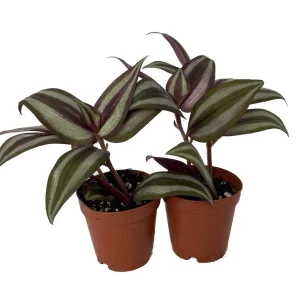 Sterling Silver Tradescantia Live Plant – 2 Plants – 2 inch Pots – Purple & Silver Foliage - Image 2