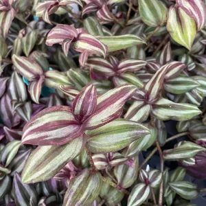 Sterling Silver Tradescantia Live Plant – 2 Plants – 2 inch Pots – Purple & Silver Foliage - Image 3