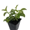 Stevia crenata Live Plant - Sweet Leaf Herb Perennial 4 inch Pot - Image 1