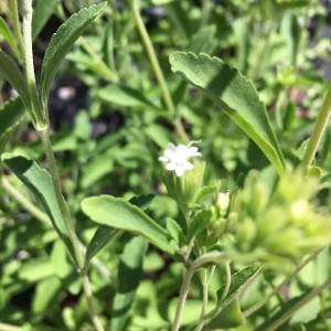 Stevia crenata Live Plant - Sweet Leaf Herb Perennial 4 inch Pot - Image 2