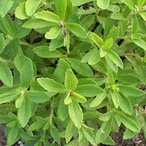 Stevia crenata Live Plant - Sweet Leaf Herb Perennial 4 inch Pot - Image 3