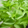 Stevia Live Plant – Natural Sweet Herb – 4 Inch Pot – Edible Perennial - Image 1