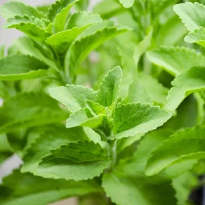 Stevia Live Plant – Natural Sweet Herb – 4 Inch Pot – Edible Perennial - Image 1