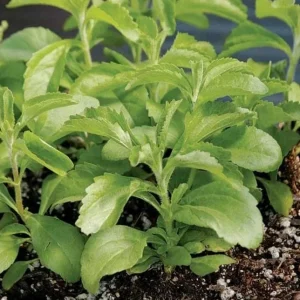 Stevia Live Plant Set of 2 – Sweet Leaf – 2-5