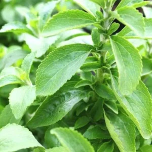 Stevia Live Plant Set of 2 – Sweet Leaf – 2-5