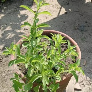 Stevia Live Plant Set of 2 – Sweet Leaf – 2-5