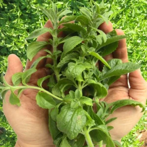 Stevia Live Plant Set of 2 – Sweet Leaf – 2-5