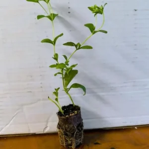 Stevia Live Plant Set of 2 – Sweet Leaf – 2-5