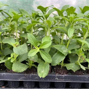 Stevia Rebaudiana Live Plant – Sweet Leaf Herb – Well-rooted Plug - Image 7