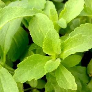 Stevia Rebaudiana Live Plant – Sweet Leaf Herb – Well-rooted Plug - Image 8